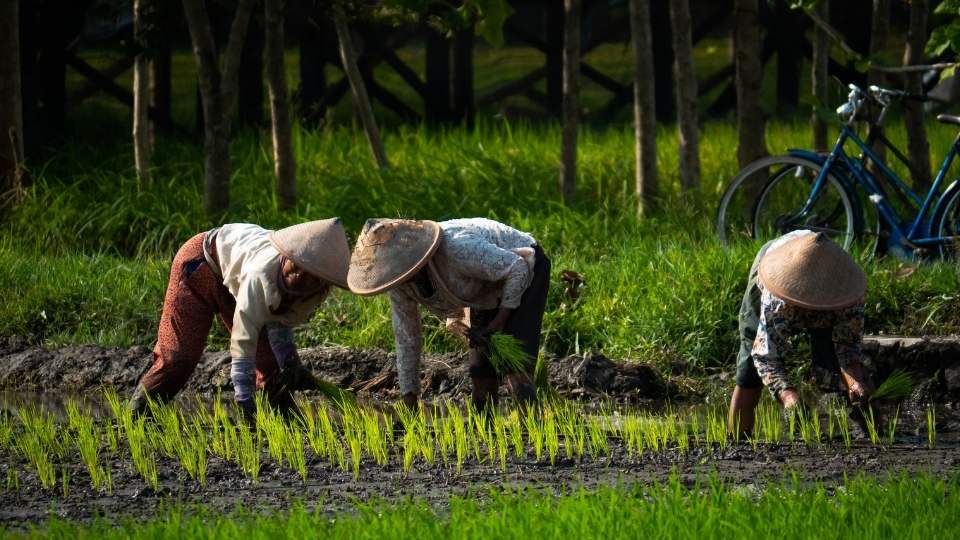 Contoh Soal dan Pembahasan Uji Kompetensi Analis Sarana dan Prasarana Pertanian